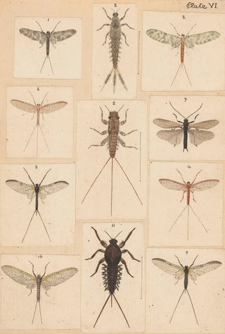 George Hudson - Original hand painted plate for New Zealand Neuroptera Plate VI.webp
