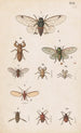 Planche original pintado a mano para el Manual de entomología de Nueva Zelanda Planche XX - George Hudson — vista de la obra