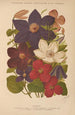 Dictionnaire pratique d'horticulture Pl13 - George Nicholson — artwork view