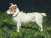 Piper, un terrier Jack Russell - George Paice — vista de la obra
