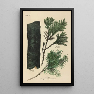 George Sampson Valentine Wills - A Manual of Vegetable Materia Medica Pl10.webp