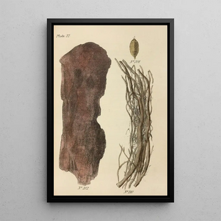 George Sampson Valentine Wills - A Manual of Vegetable Materia Medica Pl11.webp