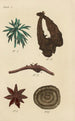 A botanical materia medica manual Pl13 - George Sampson Valentine Wills — artwork view
