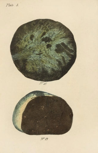 George Sampson Valentine Wills - A Manual of Vegetable Materia Medica Pl16.webp