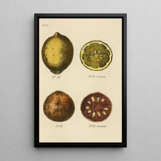 George Sampson Valentine Wills - A Manual of Vegetable Materia Medica Pl21.webp