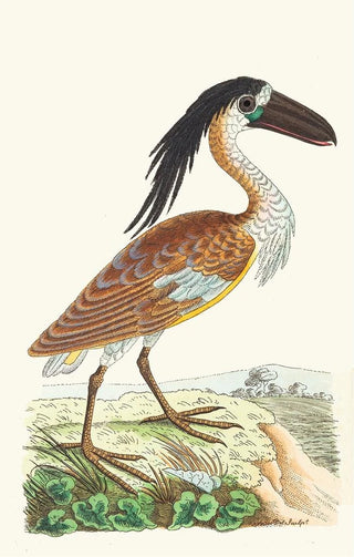 George Shaw - BoatBill.webp