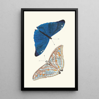 George Shaw - Papilio Adonis.webp
