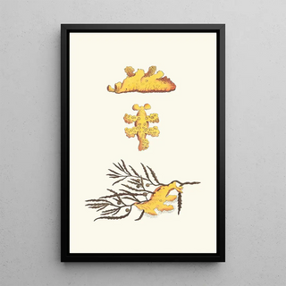 George Shaw - Pelagic Scyllaea.webp