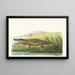 Crocodile of Saint-Domingue - George Shaw — framed artwork on a wall