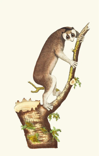 George Shaw - THE SLOW PACED LEMUR.webp