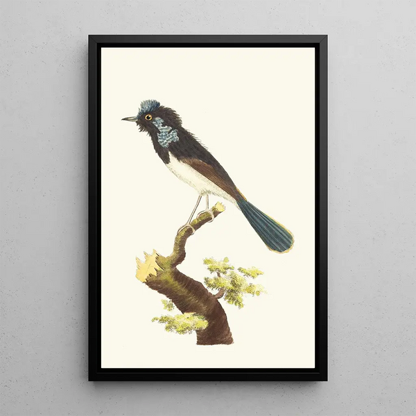 La fauvette superbe - George Shaw — framed artwork on a wall