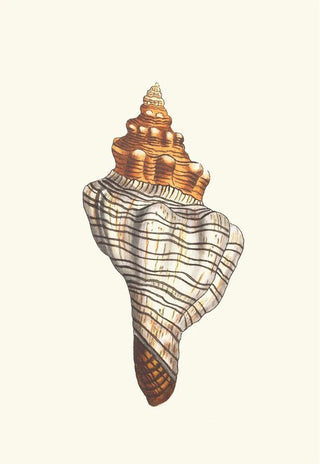 George Shaw - Trapezial Murex.webp