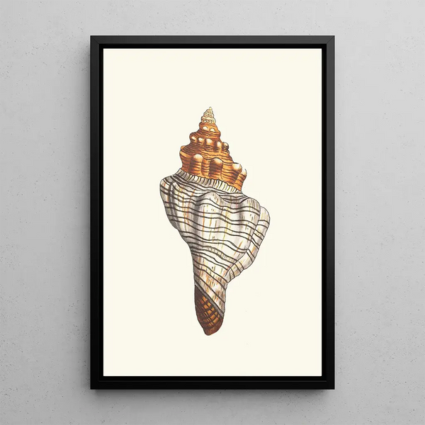 Murex trapezoidal - George Shaw — framed artwork on a wall
