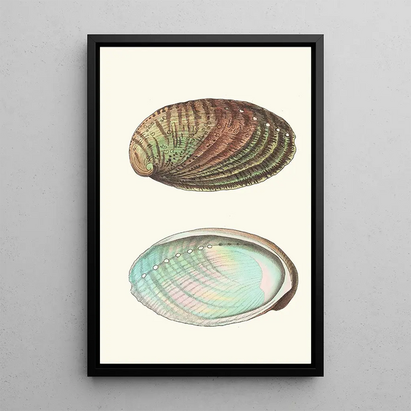 Haliotis tuberculée - George Shaw — framed artwork on a wall