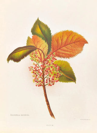 Georgina Burne Hetley - Aristotelia Racemosa.webp