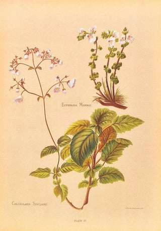 Georgina Burne Hetley - Calceolaria Sinclairii.webp