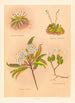 Celmisia longifolia Celmisia glandulosa Olearia ilicifolia - Georgina Burne Hetley — artwork view