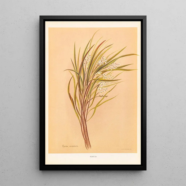 Georgina Burne Hetley - Earina Mucronata.webp