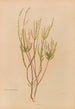 Epacris microphylla - Georgina Burne Hetley — vista de la obra