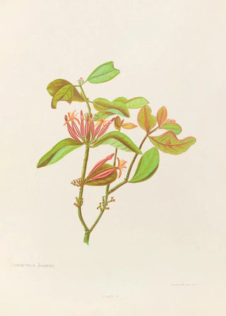 Georgina Burne Hetley - Loranthus Adamsii.webp