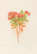 Metrosideros lucida - Georgina Burne Hetley — artwork view