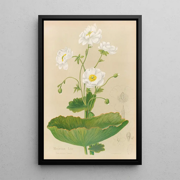 Georgina Burne Hetley - Mountain Lily.webp