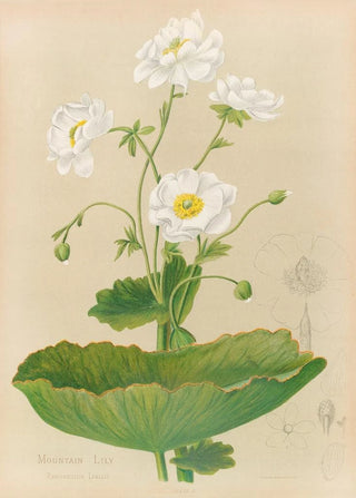 Georgina Burne Hetley - Mountain Lily.webp