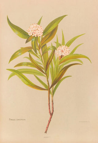 Georgina Burne Hetley - Pimelea Longifolia.webp