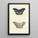 View from above and below of a butterfly - Georgius Jacobus Johannes van Os — framed artwork on a wall