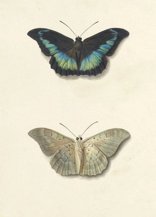 Georgius Jacobus Johannes van Os - Boven en onderaanzicht van een vlinder.webp