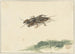 Insecto - Gerard Sanders — vista de la obra