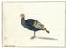 Un pavo - Gerardus van Veen — vista de la obra