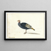 Un pavo - Gerardus van Veen — cuadro enmarcado en la pared