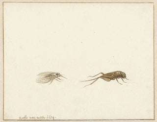 Dos insectos - Gerardus van Veen — vista de la obra