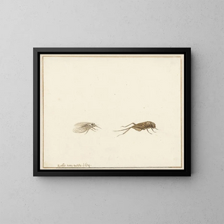 Dos insectos - Gerardus van Veen — cuadro enmarcado en la pared