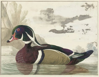 Pato de Caroline - Gerrit van den Heuvel — vista de la obra
