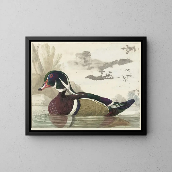Pato de Caroline - Gerrit van den Heuvel — cuadro enmarcado en la pared