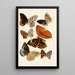 Zeitschrift entomologique allemande pl 4 - Gesellschaft Isis in Dresden — framed artwork on a wall