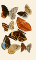 Zeitschrift entomologique allemande pl 4 - Gesellschaft Isis in Dresden — artwork view