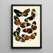 Zeitschrift entomologique allemande pl 5 - Gesellschaft Isis in Dresden — framed artwork on a wall