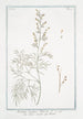 Absinthe of Seriphos - Giorgio Bonelli — artwork view