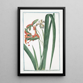 Giorgio Bonelli - Iris faetidissima seu Xyris Spatola fotida Glayeul puant Iris foetidissima Stinking Iris Roast beef plant.webp