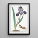 Iris Bearded - Giorgio Bonelli — framed artwork on a wall