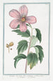 Syrian Hibiscus Painting - Giorgio Bonelli — artwork view