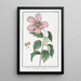 Syrian Hibiscus Painting - Giorgio Bonelli — framed artwork on a wall