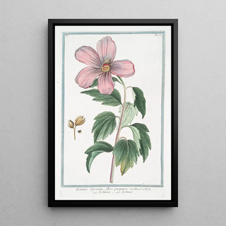 Giorgio Bonelli - Ketmia Syrorum flore purpureo violaceo Ketmia Ketmie Rose of Sharon.webp