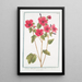 Lavatère - Giorgio Bonelli — framed artwork on a wall