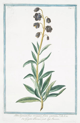 Giorgio Bonelli - Lilio Hyacinthus vulgaris flore caeruleo giglio Persico Lys Iacinte.webp
