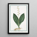 Lilium Convallium latifolium flore pleno variegato Fioraliso o Mughetto Muguet - Giorgio Bonelli — framed artwork on a wall