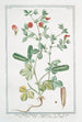 Lotus rubra siliqua angulosa Loto con il fiore rosso Lotier - Giorgio Bonelli — artwork view